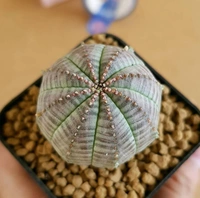 Euphoria Obesa (Seed Grown) - with out pot, 1.5 inch diameter