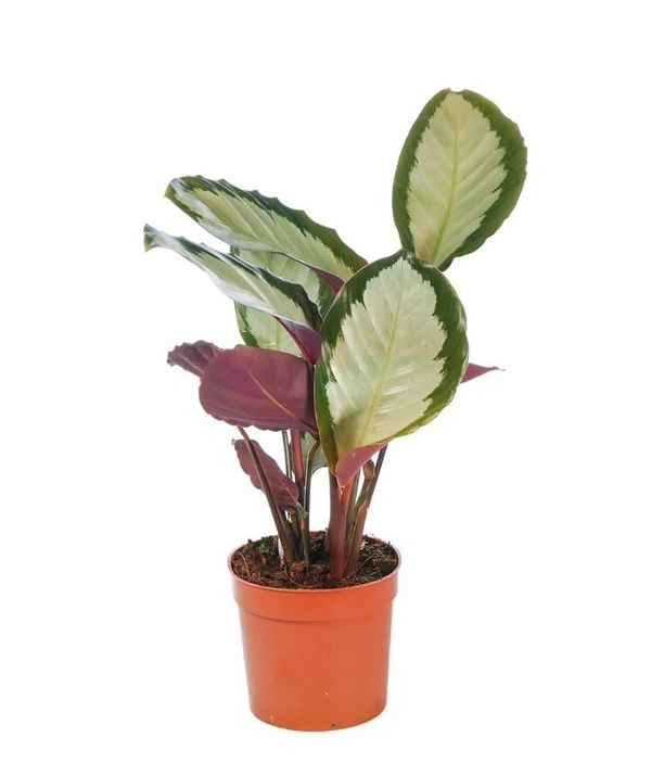 Calathea Picturata - black / brown standard pot , 6 - 12 inch 