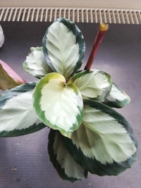Calathea Picturata - black / brown standard pot , 6 - 12 inch 