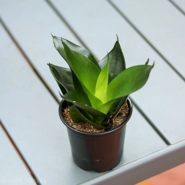 Sanseveria Black Dragon  - black / brown standard pot , 10 - 15 cm