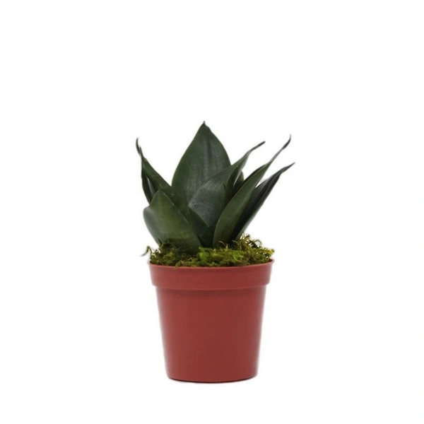 Sanseveria Black Dragon  - black / brown standard pot , 10 - 15 cm