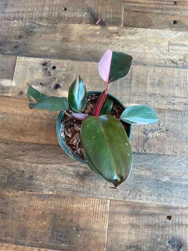 Philodendron Pink Princess  - black / brown standard pot , 5 - 6 inch 