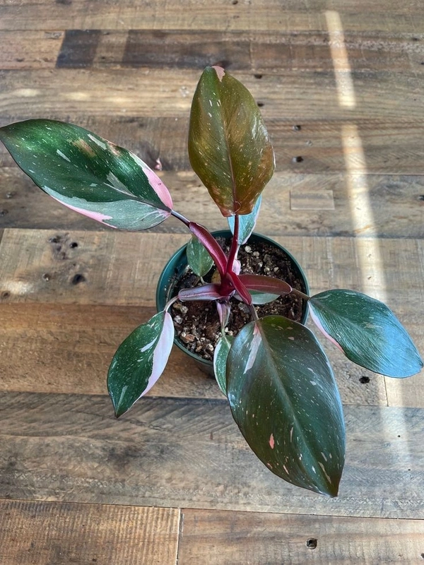 Philodendron Pink Princess  - black / brown standard pot , 5 - 6 inch 