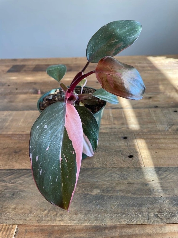 Philodendron Pink Princess  - black / brown standard pot , 5 - 6 inch 
