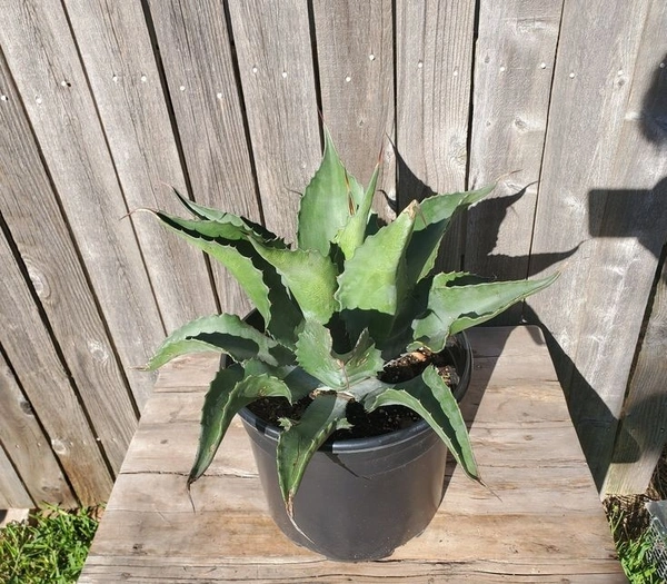 Agave Ferox  - black / brown standard pot , 25 - 30 cm