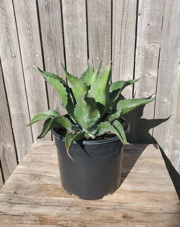 Agave Ferox  - black / brown standard pot , 25 - 30 cm