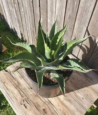 Agave Ferox  - black / brown standard pot , 25 - 30 cm