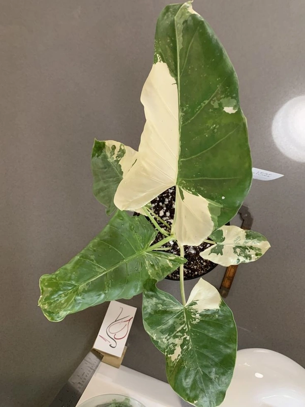Alocasia Macrorrhiza Variegata  - black / brown standard pot , 0.5 - 1 feet