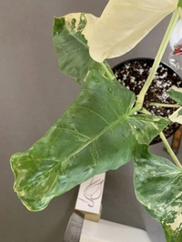 Alocasia Macrorrhiza Variegata  - black / brown standard pot , 0.5 - 1 feet