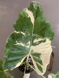 Alocasia Macrorrhiza Variegata  - black / brown standard pot , 0.5 - 1 feet