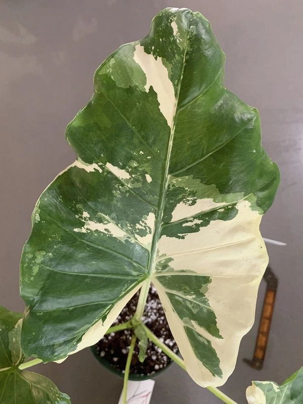 Alocasia Macrorrhiza Variegata  - black / brown standard pot , 0.5 - 1 feet