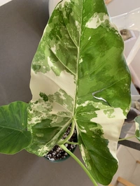 Alocasia Macrorrhiza Variegata  - black / brown standard pot , 0.5 - 1 feet