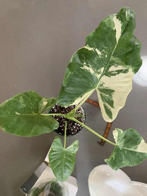 Alocasia Macrorrhiza Variegata  - black / brown standard pot , 0.5 - 1 feet