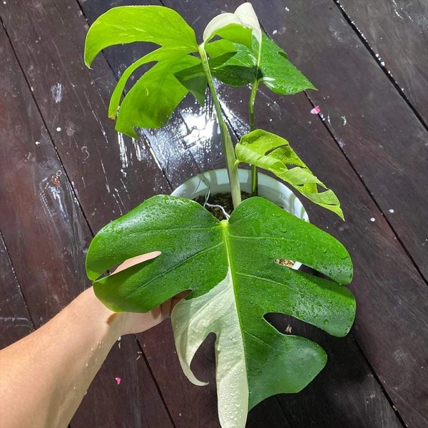 Monstera Varigated  - white standard pot , 0.5 - 1 feet