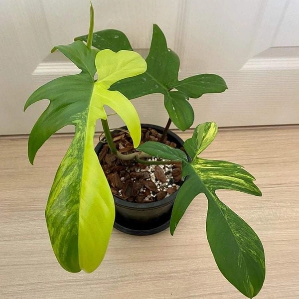 Philodendron Florida Beauty  - black / brown standard pot, 0.5 - 1 feet