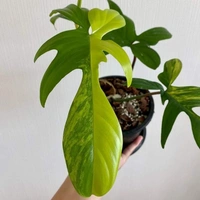 Philodendron Florida Beauty  - black / brown standard pot, 0.5 - 1 feet