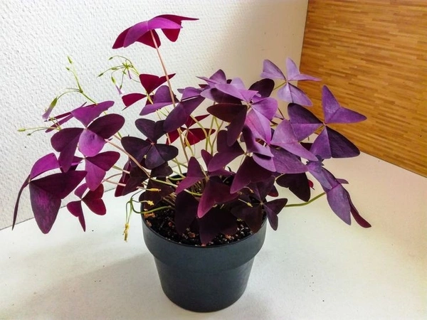 Oxalis Traingularis  - black / brown standard pot , 9 inch