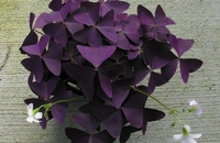 Oxalis Traingularis  - black / brown standard pot , 9 inch