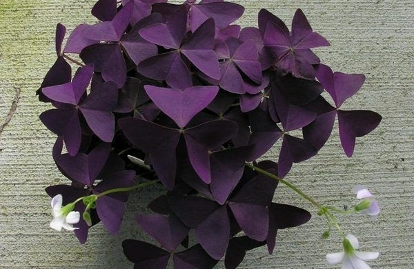 Oxalis Traingularis  - black / brown standard pot , 9 inch
