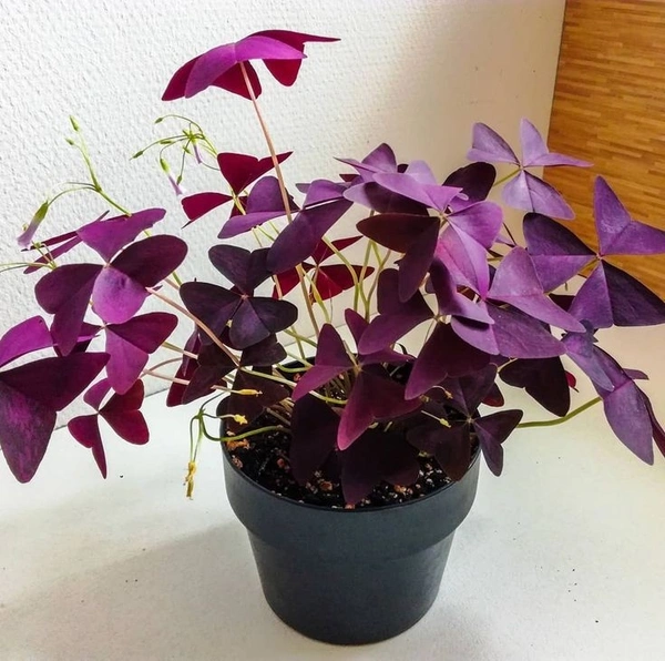 Oxalis Traingularis  - white standard pot 