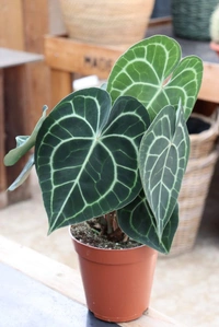Anthurium Crystallinum - black / brown standard pot , 7 - 8 inch