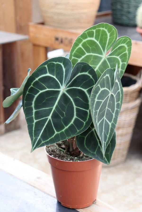 Anthurium Crystallinum - black / brown standard pot , 7 - 8 inch