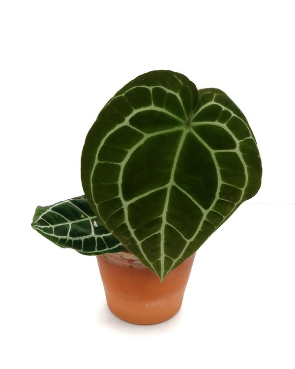 Anthurium Crystallinum - black / brown standard pot , 7 - 8 inch
