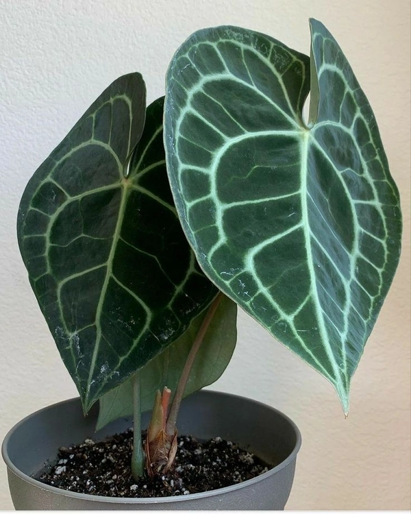 Anthurium Crystallinum - black / brown standard pot , 7 - 8 inch