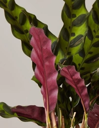 Calathea Lancifolia  - black / brown standard pot , 7 inch 