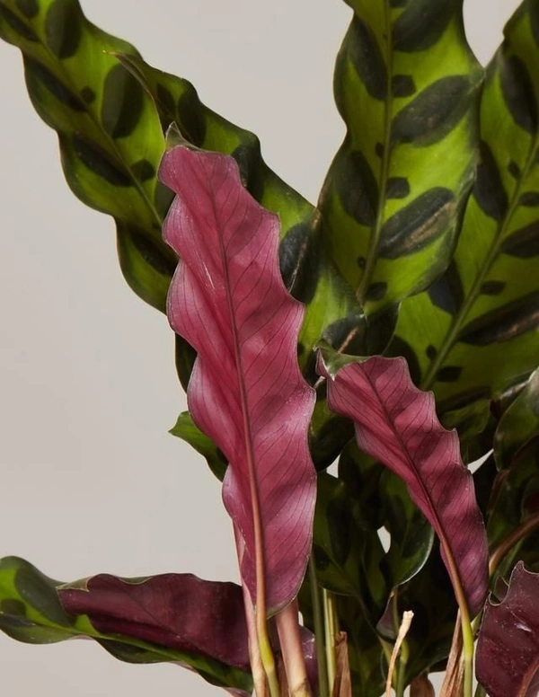 Calathea Lancifolia  - black / brown standard pot , 7 inch 
