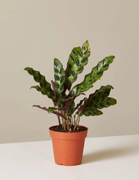 Calathea Lancifolia  - black / brown standard pot , 7 inch 