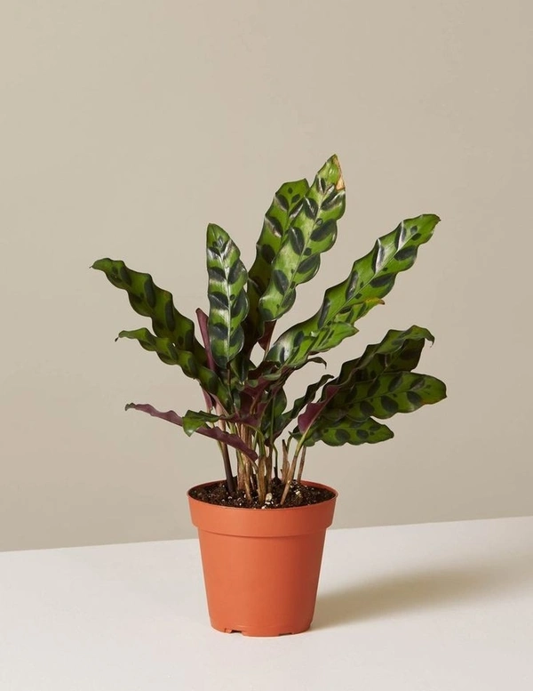Calathea Lancifolia  - black / brown standard pot , 7 inch 