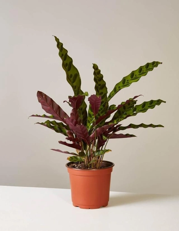 Calathea Lancifolia  - black / brown standard pot , 7 inch 