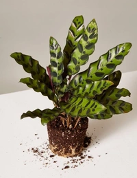 Calathea Lancifolia  - black / brown standard pot , 7 inch 