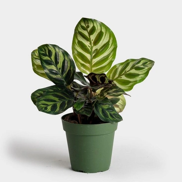 Calathea Makoyana - black / brown / green standard pot , 8 - 9 inch