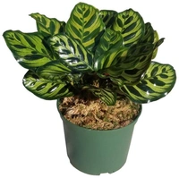 Calathea Makoyana - black / brown / green standard pot , 8 - 9 inch