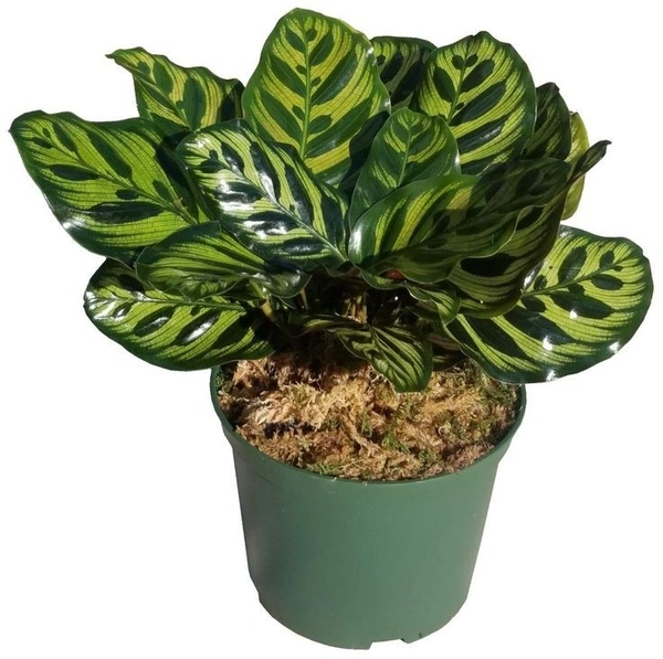Calathea Makoyana - black / brown / green standard pot , 8 - 9 inch
