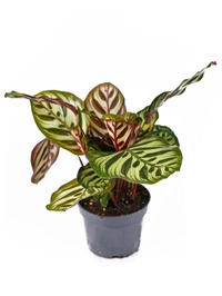 Calathea Makoyana - black / brown / green standard pot , 8 - 9 inch