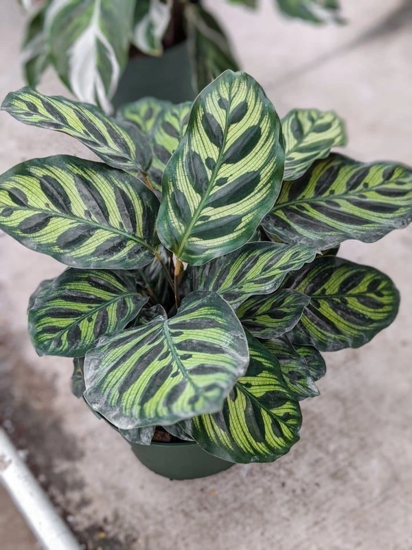 Calathea Makoyana - black / brown / green standard pot , 8 - 9 inch