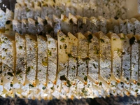 Bikaneri Burfee - 1Kg