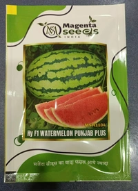 Hybrid Watermelon Punjab Plus