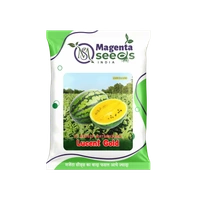 Lucent Gold Hybrid Watermelon** – हरा धारीदार, ओवल-राउंड आकार वाला पीले गूदे वाला हाई यील्ड वैरायटी तर्बूज