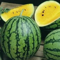 Lucent Gold Hybrid Watermelon** – हरा धारीदार, ओवल-राउंड आकार वाला पीले गूदे वाला हाई यील्ड वैरायटी तर्बूज