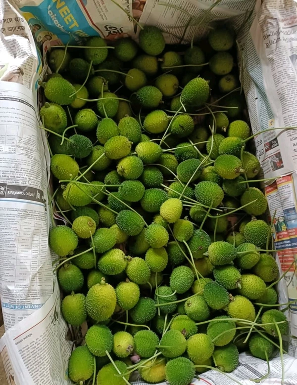 Odisha Spine Gourd – Kankada
