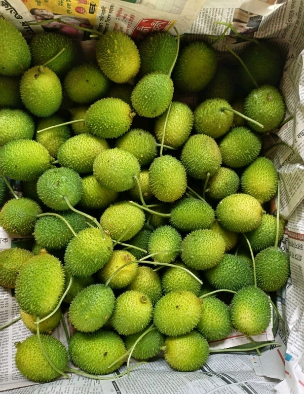 Odisha Spine Gourd – Kankada