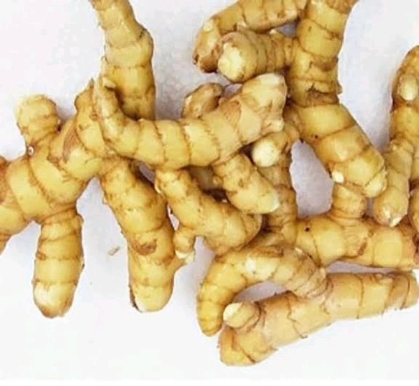 Odisha Mango Ginger – Ambakasia Adaa
