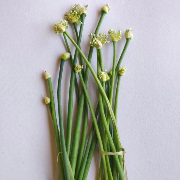 Spring Onion  - 500g