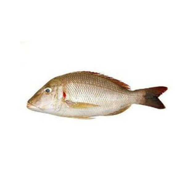 Emperor Fish/Eri /Kg