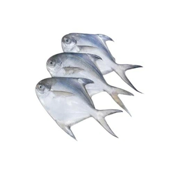 White Pomfret/ Avoli/Kg