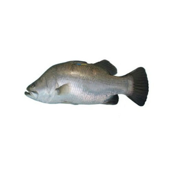 Seabass/kalanchi /Kg